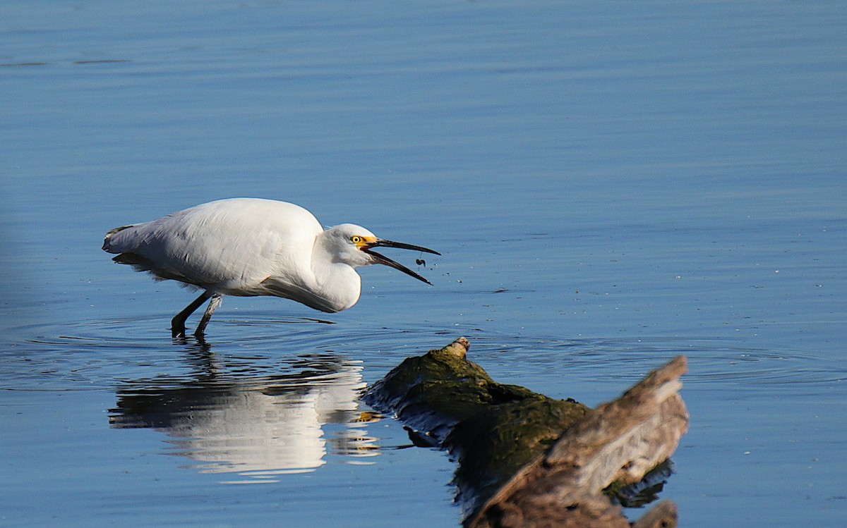 Snowy Egret - Diego Trillo