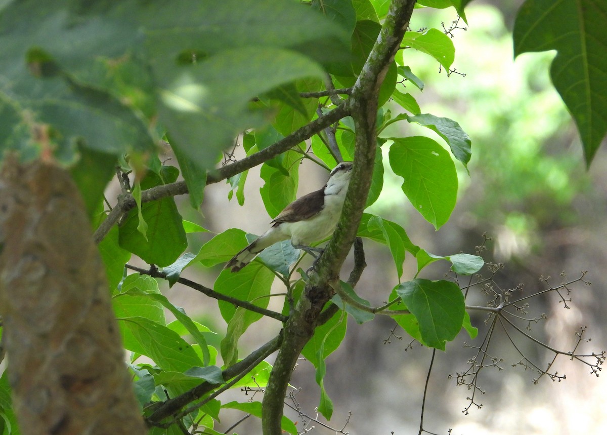 Bicolored Wren - Jose Fernando Sanchez O.