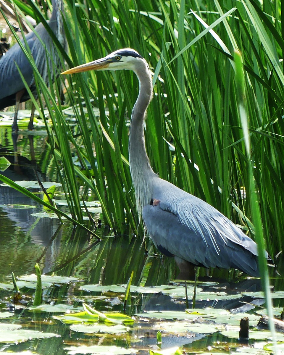 Great Blue Heron - ML619365643