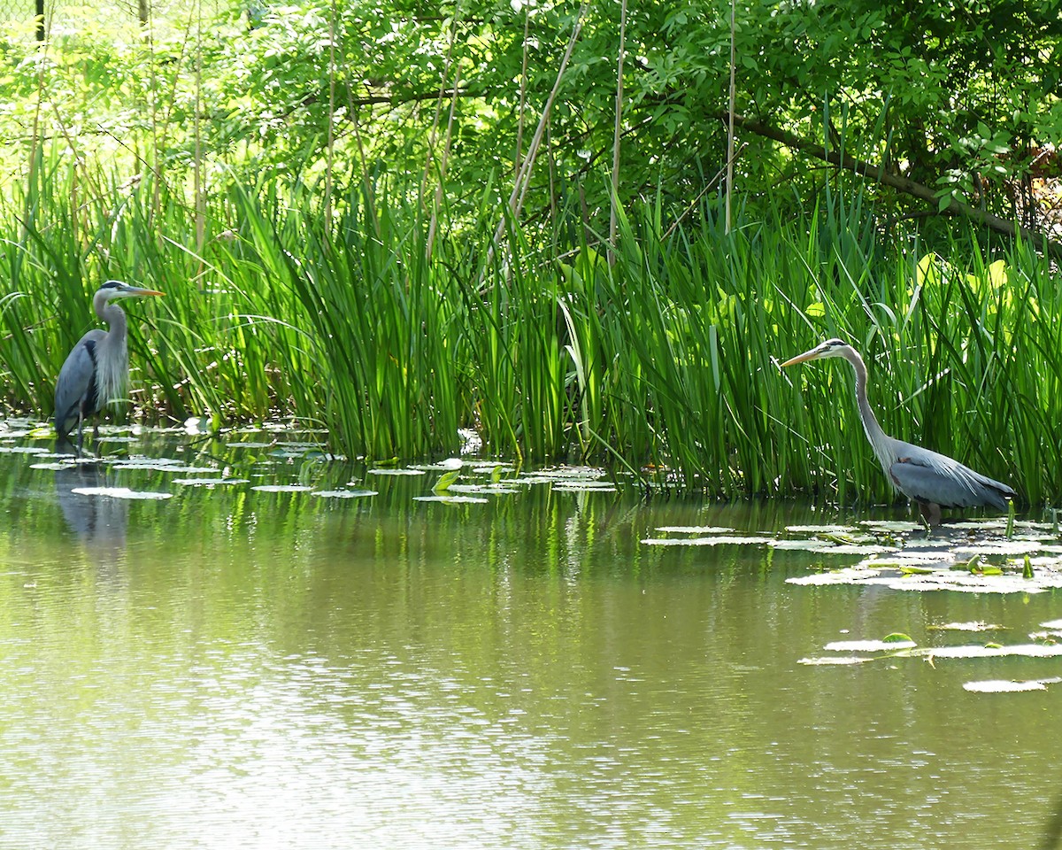 Great Blue Heron - ML619365644