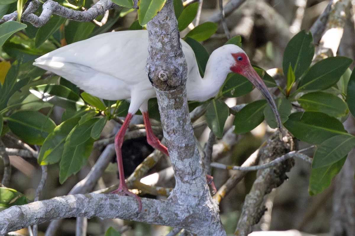 White Ibis - Edith Auchter