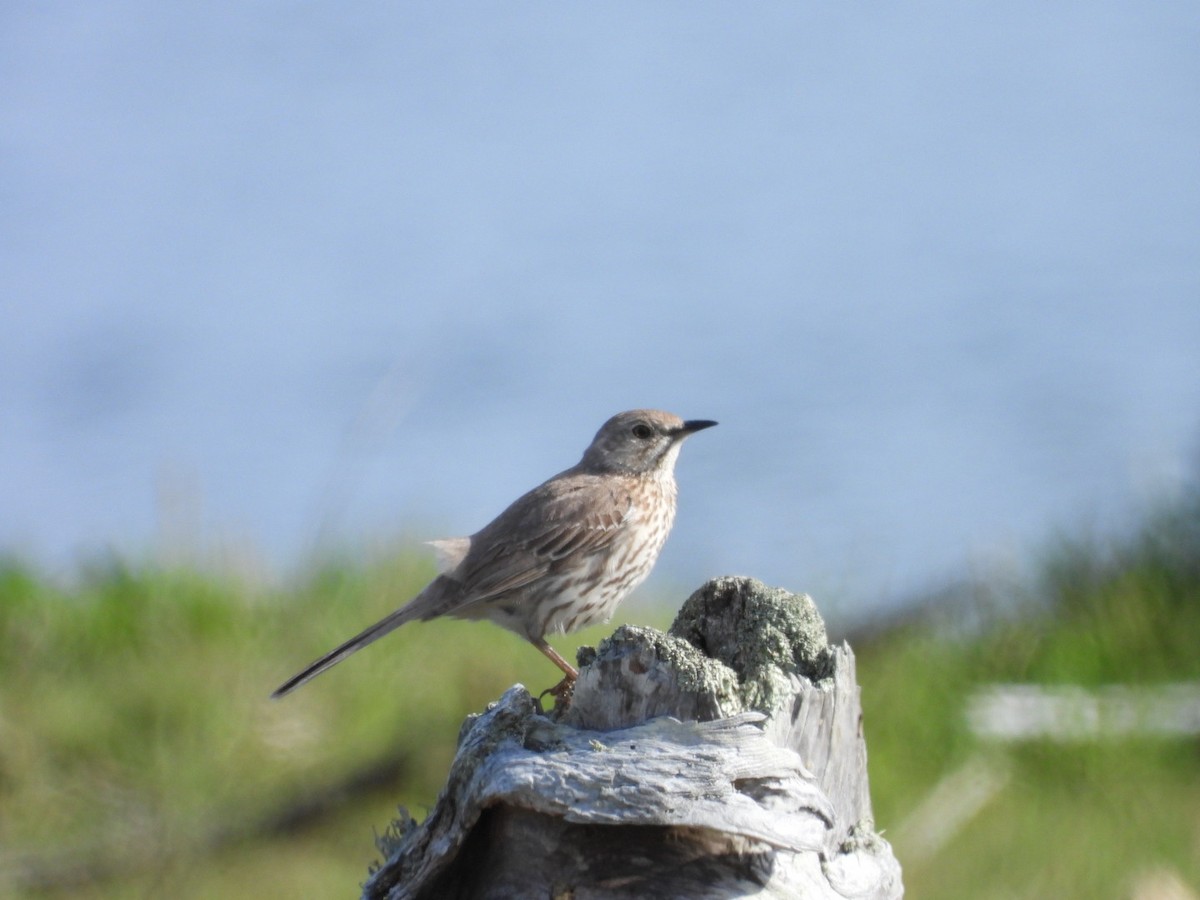 Sage Thrasher - ML619365651