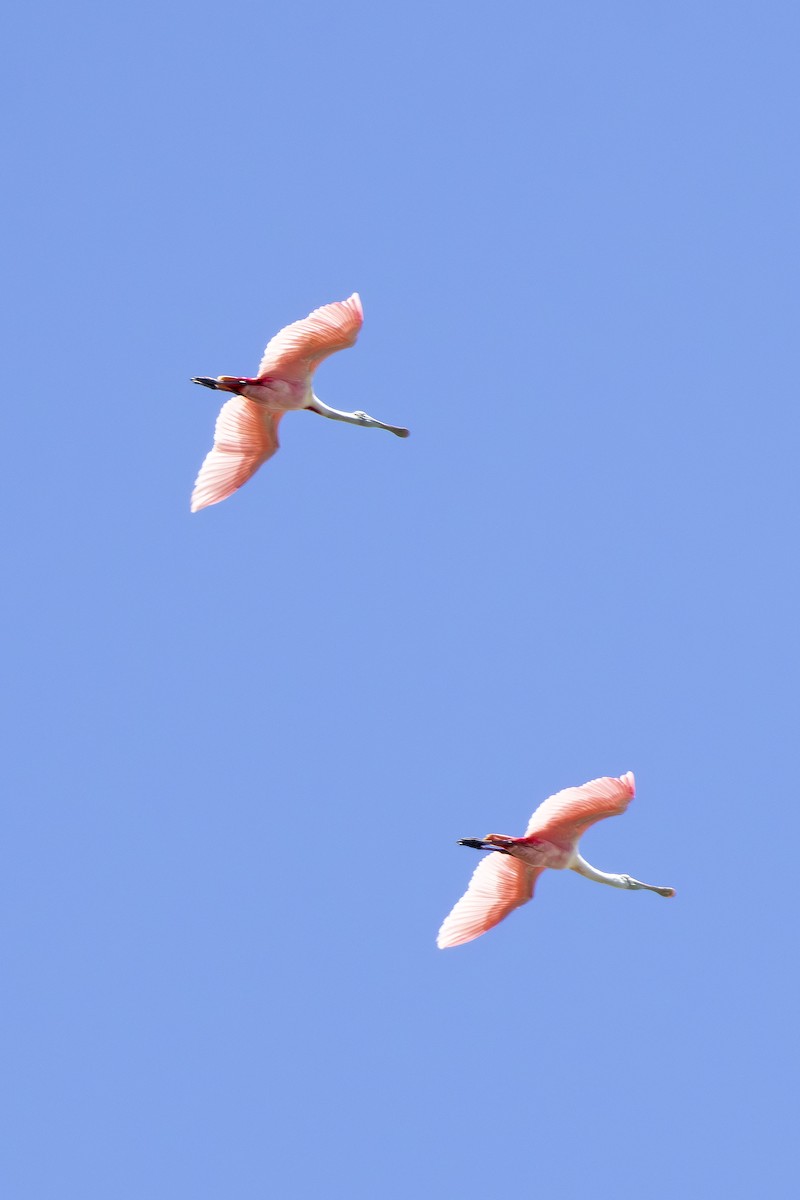 Roseate Spoonbill - Edith Auchter