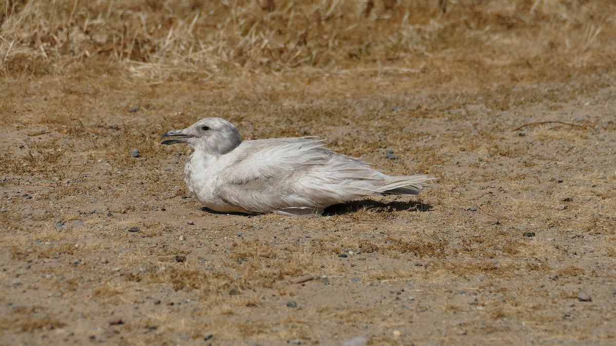 Glaucous-winged Gull - Enrique Zamora