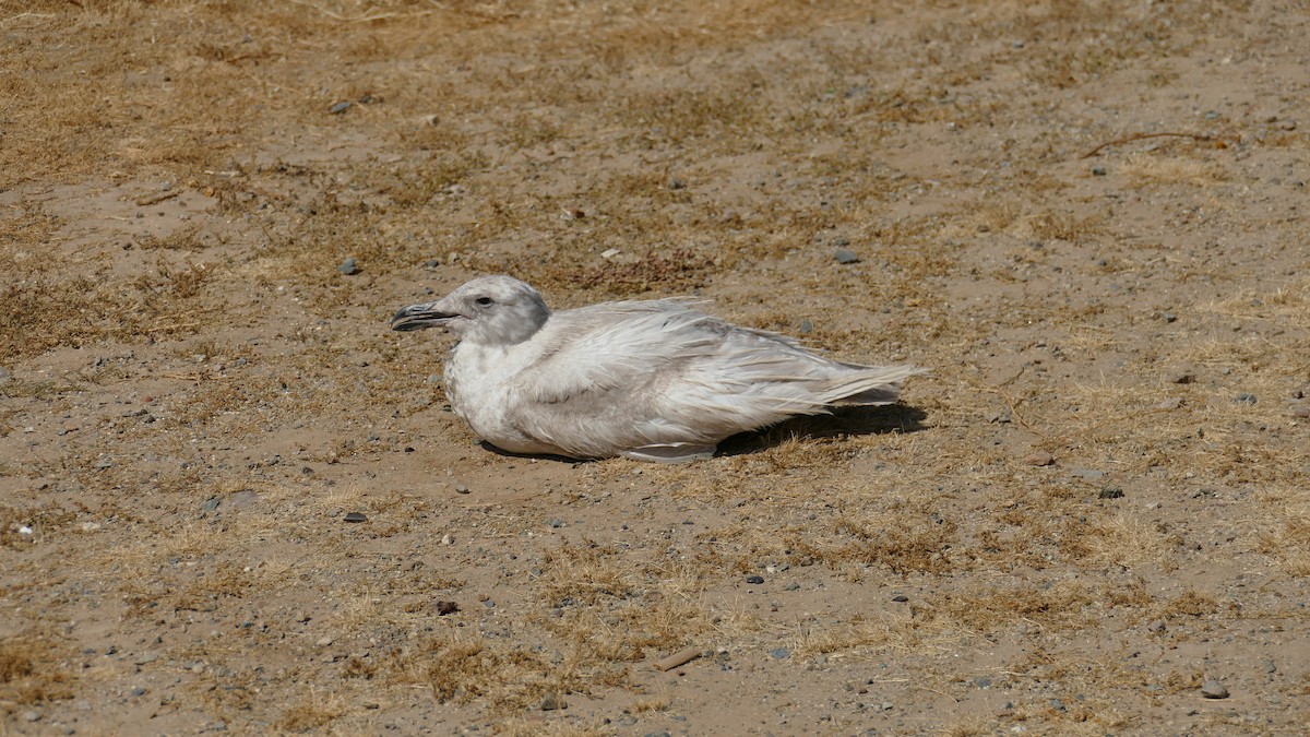 Glaucous-winged Gull - Enrique Zamora