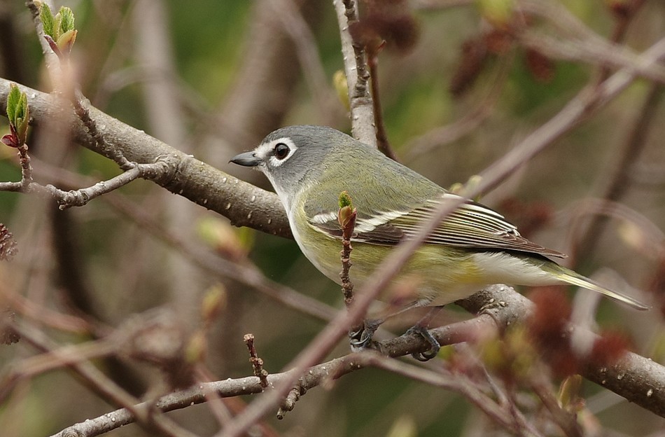 Blue-headed Vireo - Rejeanne Touzel