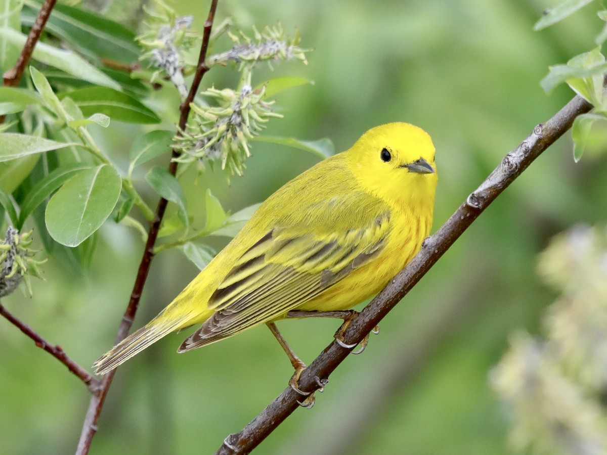 Yellow Warbler - David Wittrock