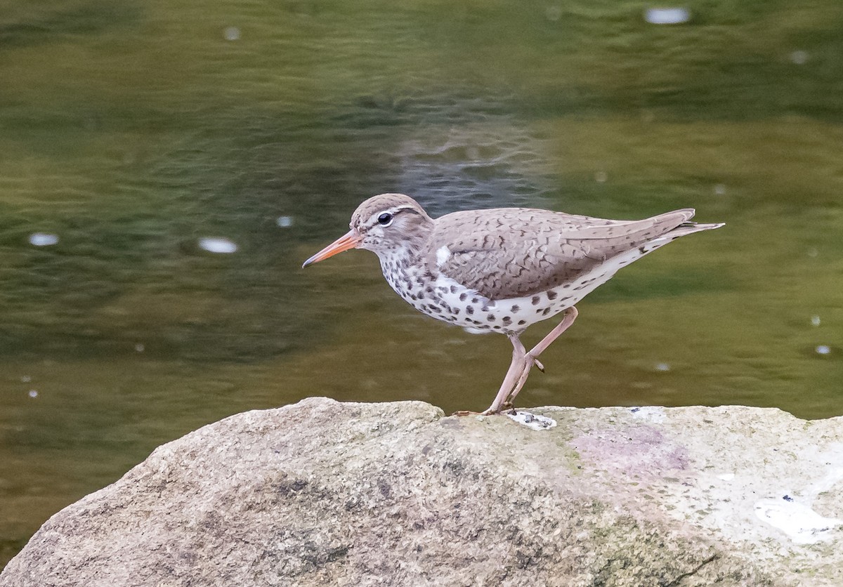 Spotted Sandpiper - ML619365690