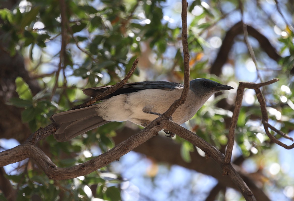 Mexican Jay - James (Jim) Holmes