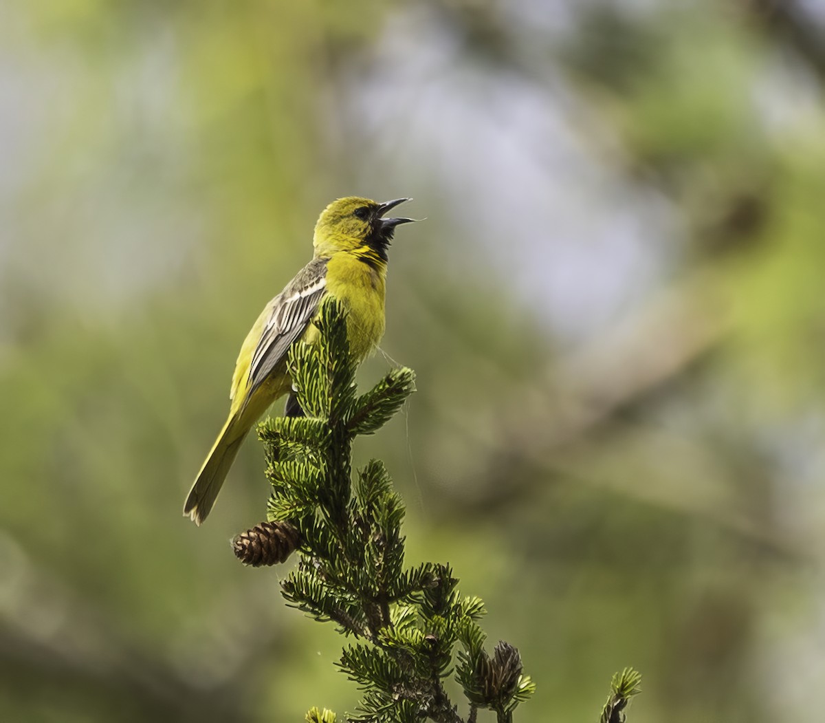 Orchard Oriole - Paul  Bueren