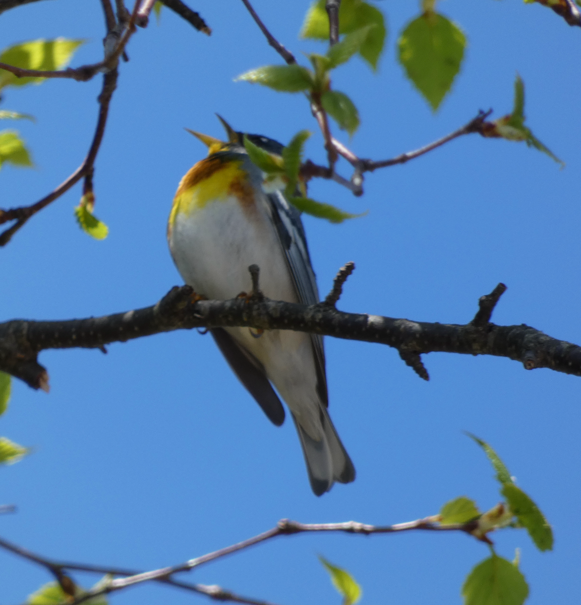 Northern Parula - Andrew Bogott