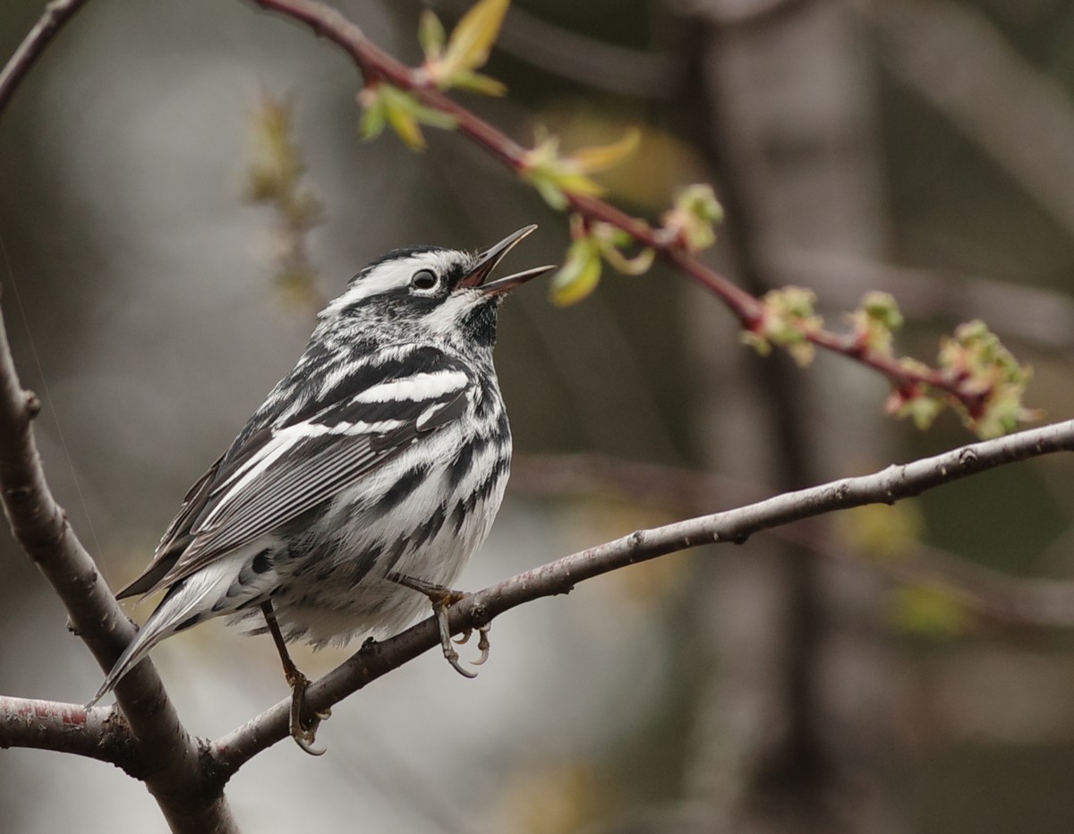 Black-and-white Warbler - ML619365705