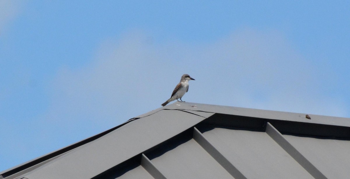 Gray Kingbird - James Armstrong