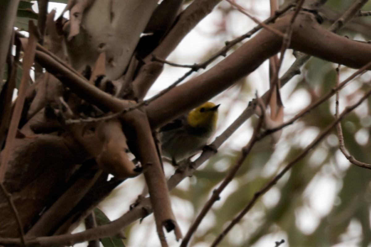 Hermit Warbler - Russ Namitz