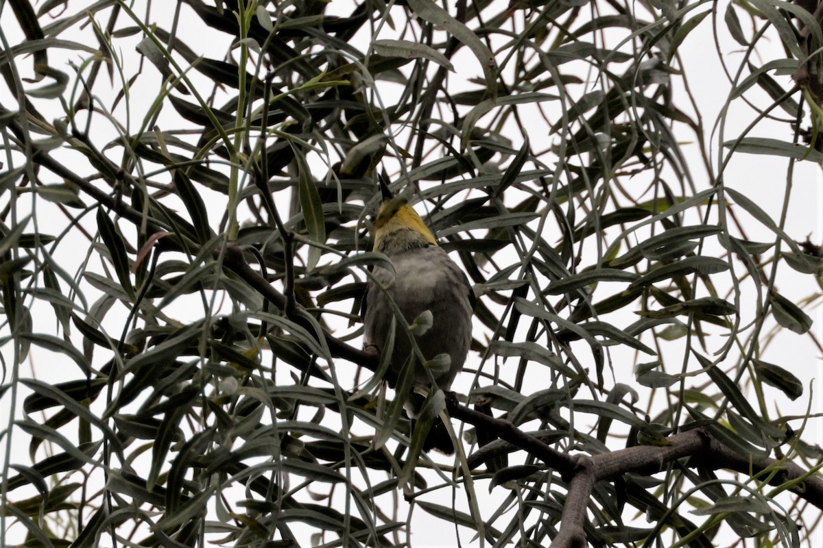 Hermit Warbler - Russ Namitz