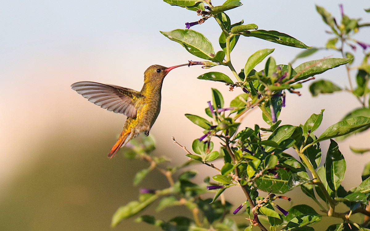 Gilded Hummingbird - Diego Trillo