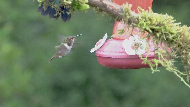 Volcano Hummingbird - ML619365727