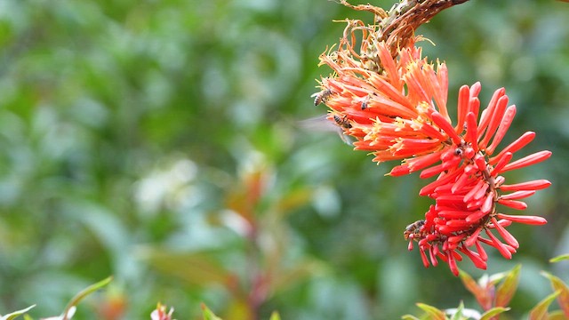 Volcano Hummingbird - ML619365735