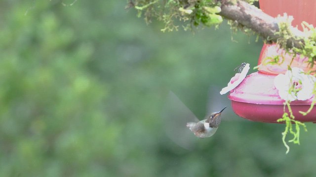 Colibrí Volcanero - ML619365737