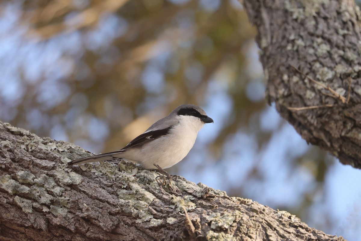 Loggerhead Shrike - ML619365738