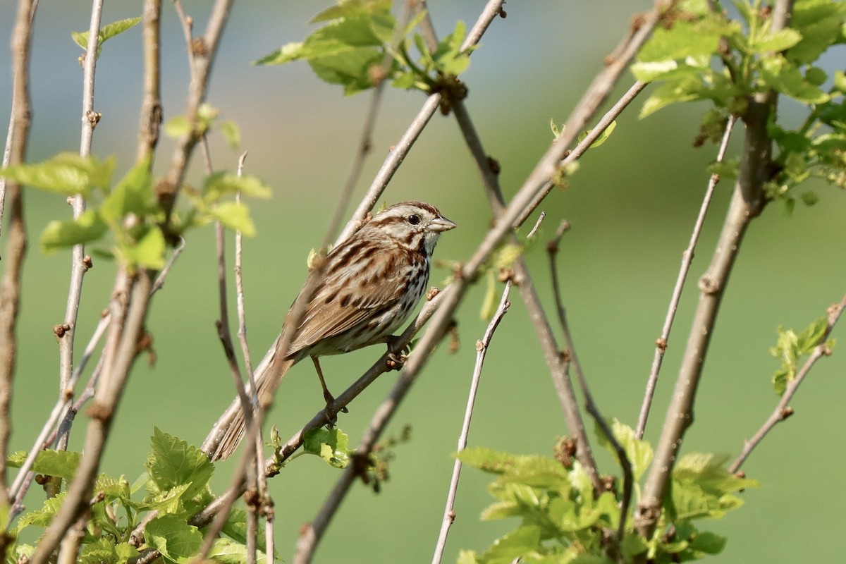 Song Sparrow - Fred Grenier