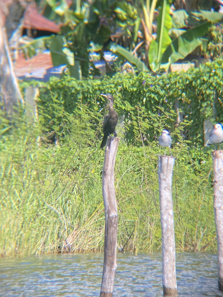 Neotropic Cormorant - Tori R.