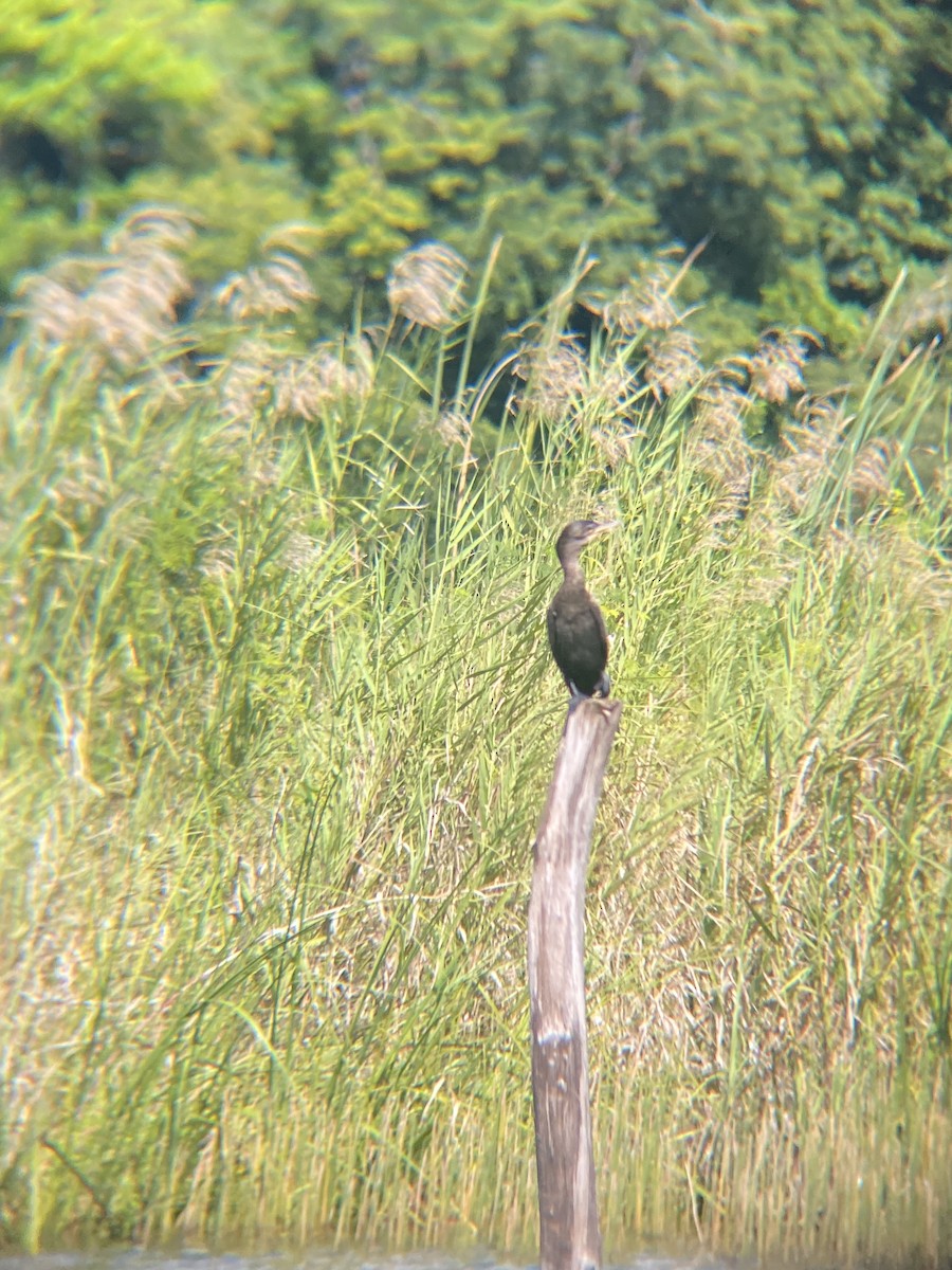 Neotropic Cormorant - ML619365748