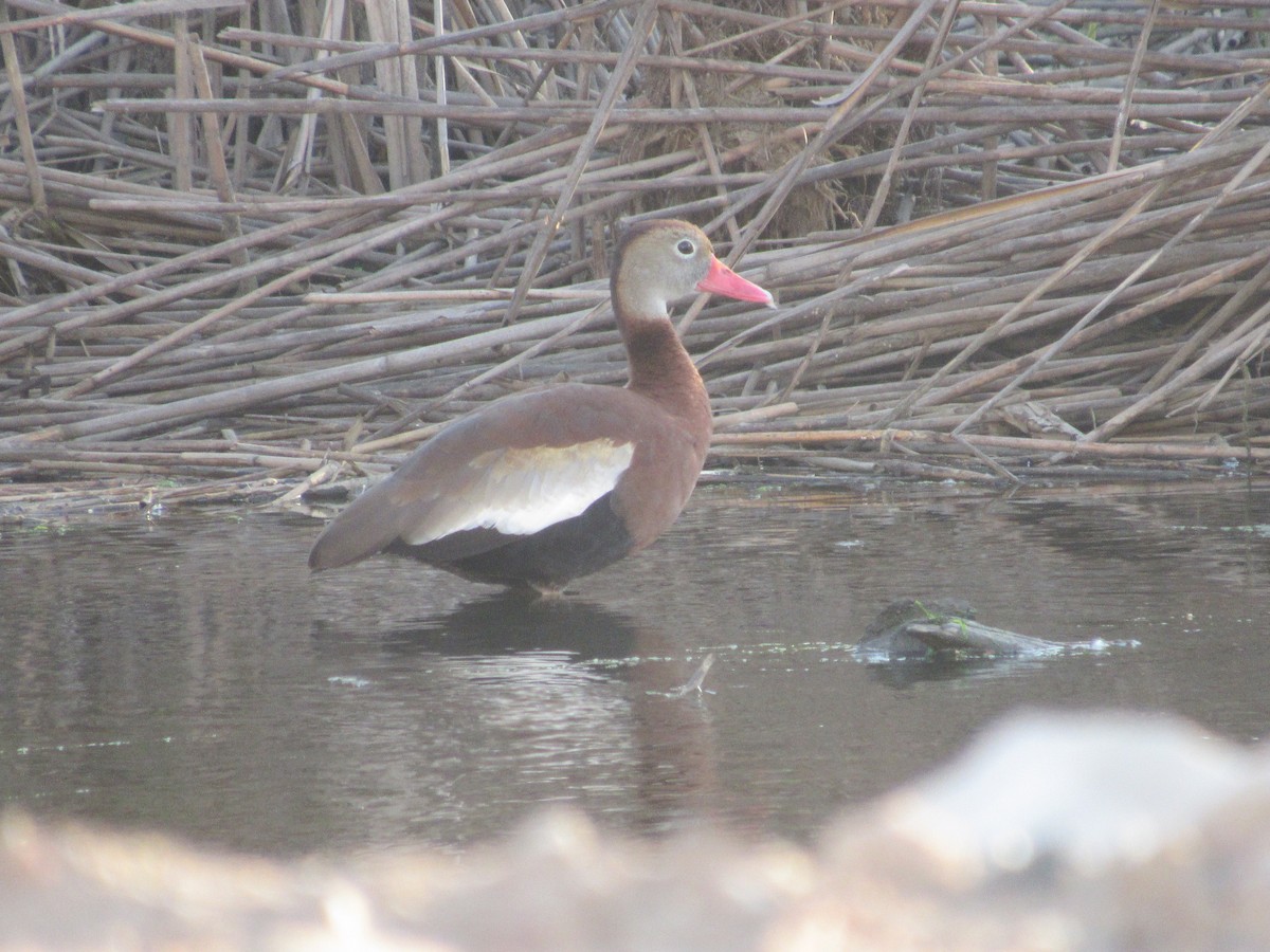 Black-bellied Whistling-Duck - John Coyle