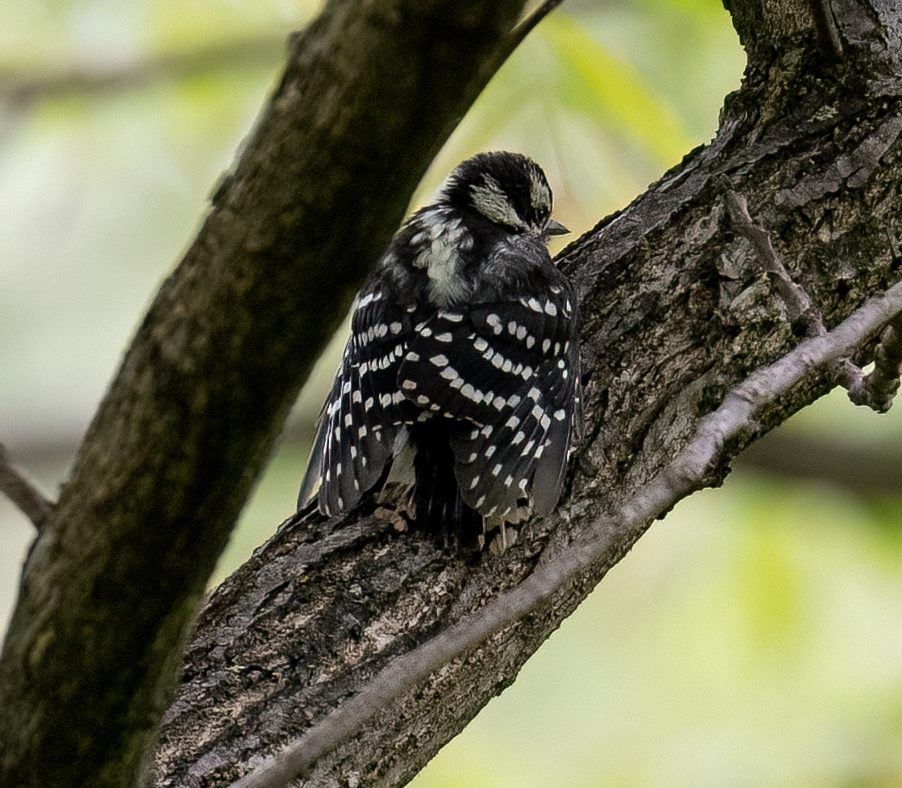 セジロコゲラ（pubescens／medianus） - ML619365774