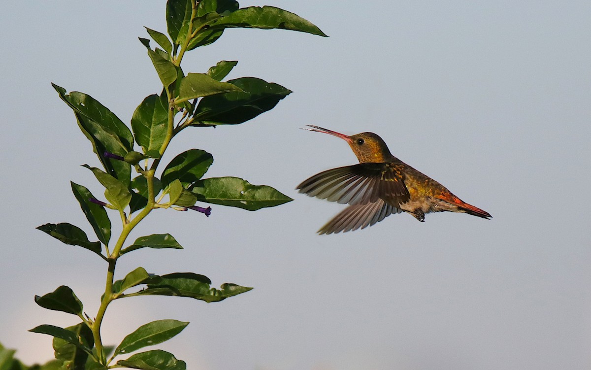 gyllenkolibri - ML619365783