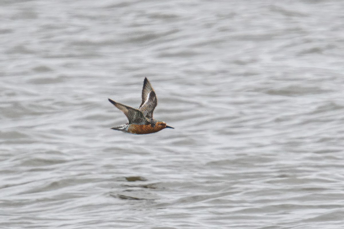 Red Knot - Bert Filemyr