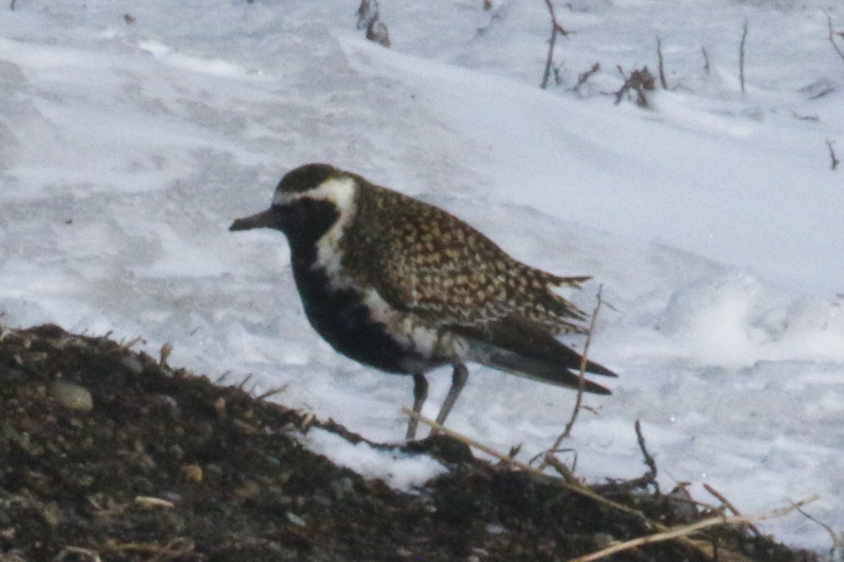 Pacific Golden-Plover - ML619365803