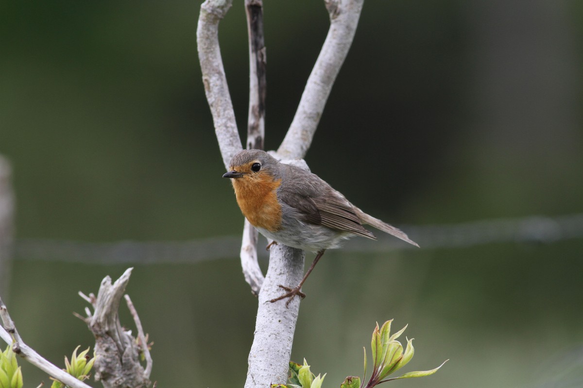 European Robin - ML619365808