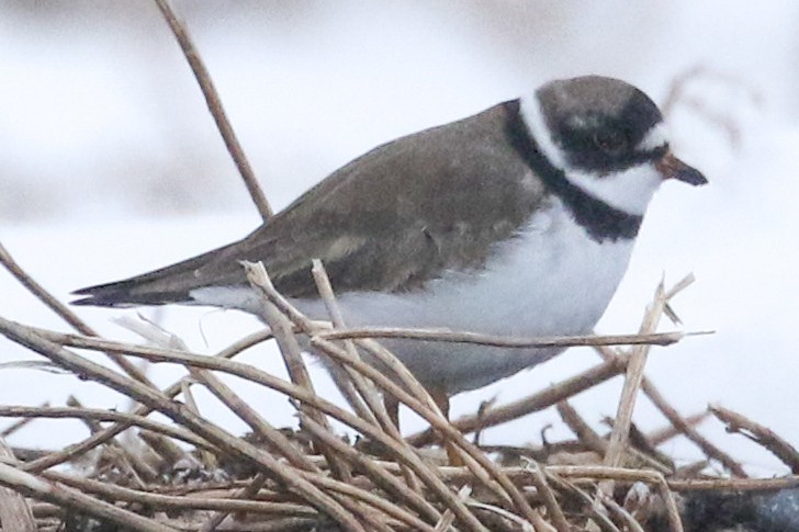 Semipalmated Plover - riley wyna