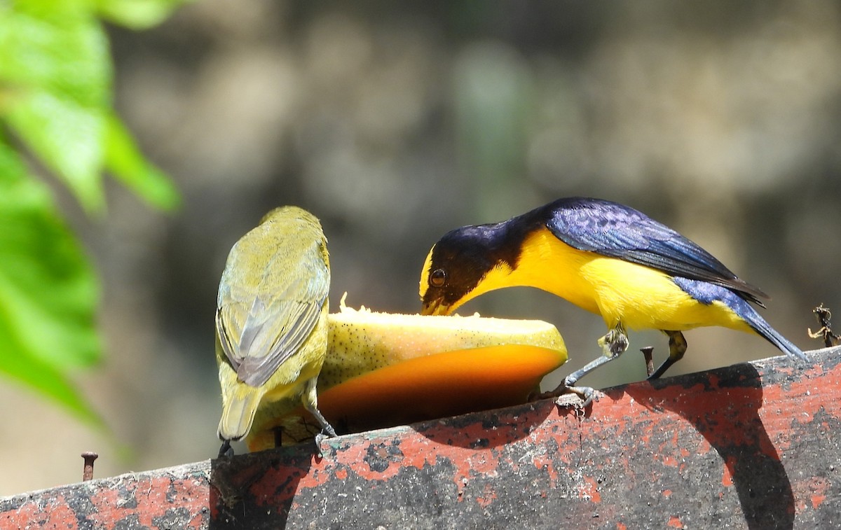 Thick-billed Euphonia - ML619365813