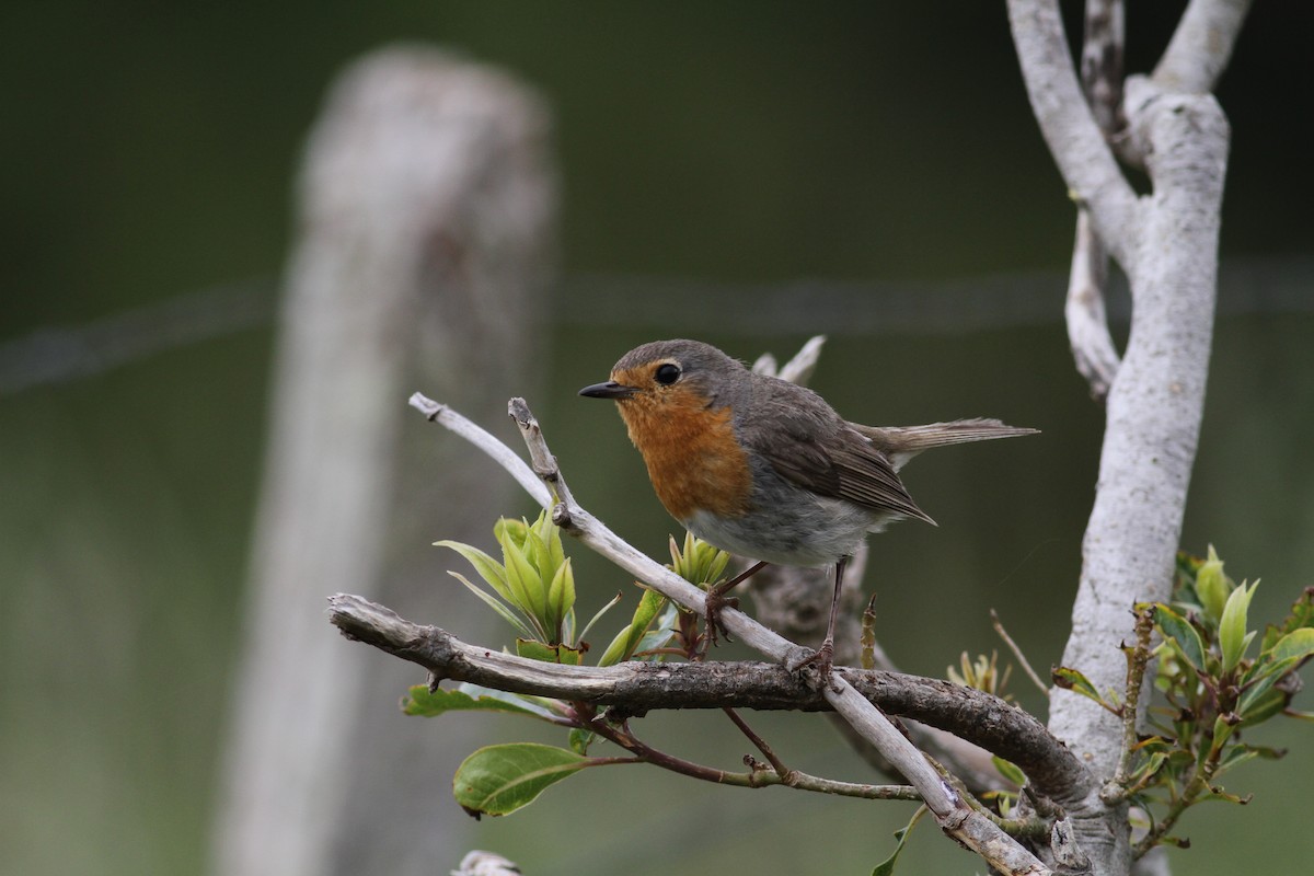 European Robin - Carlos Pereira