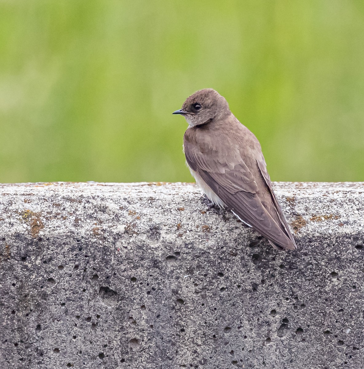 Northern Rough-winged Swallow - Mike Murphy