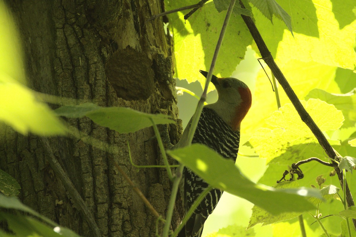 Red-bellied Woodpecker - George Gerules & Ann Steffen