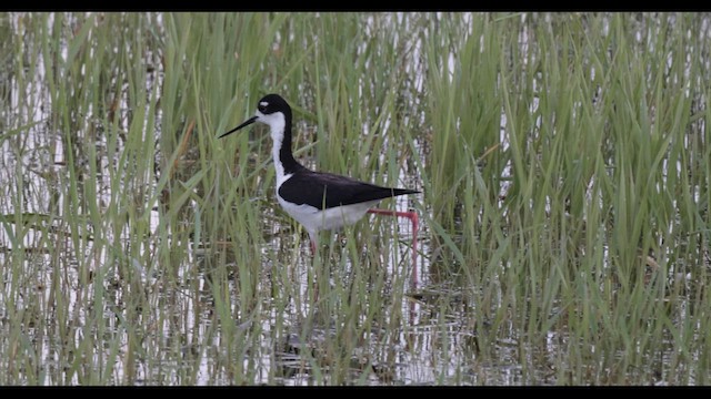 Black-necked Stilt - ML619365844