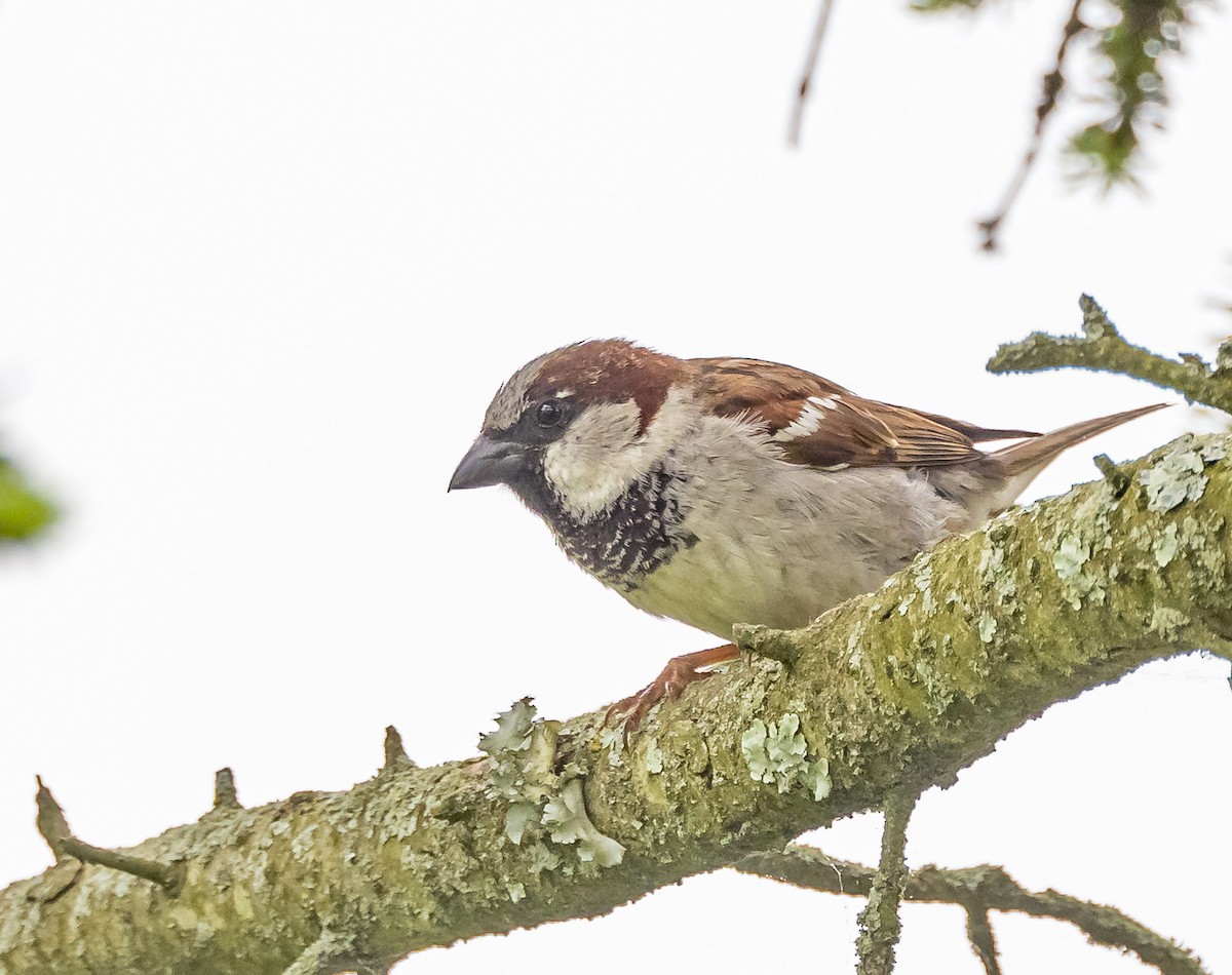 House Sparrow - Mike Murphy