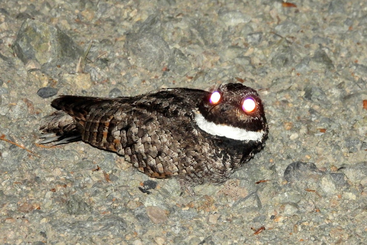 Common Poorwill - Brad Vissia