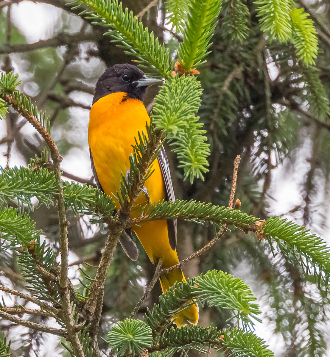 Baltimore Oriole - Mike Murphy