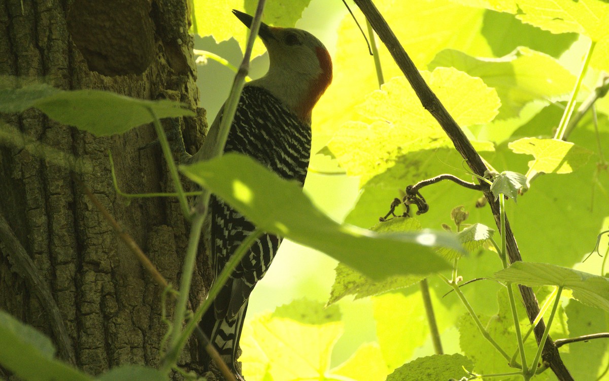 Red-bellied Woodpecker - George Gerules & Ann Steffen
