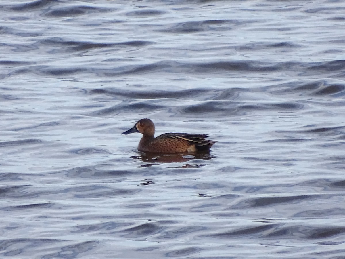 Blue-winged x Cinnamon Teal (hybrid) - ML619365871