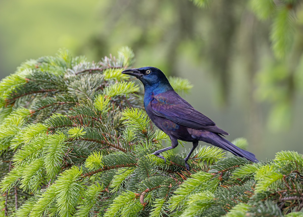 Common Grackle - Mike Murphy