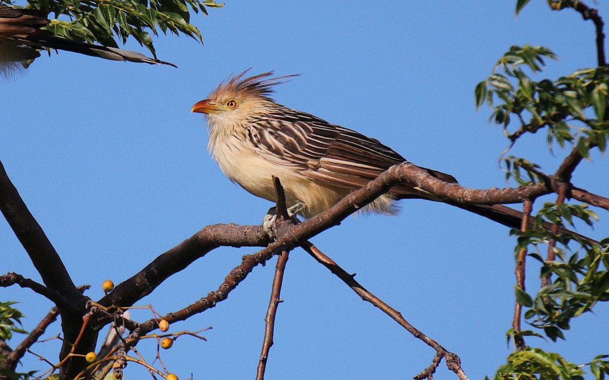 Guira Cuckoo - Diego Trillo