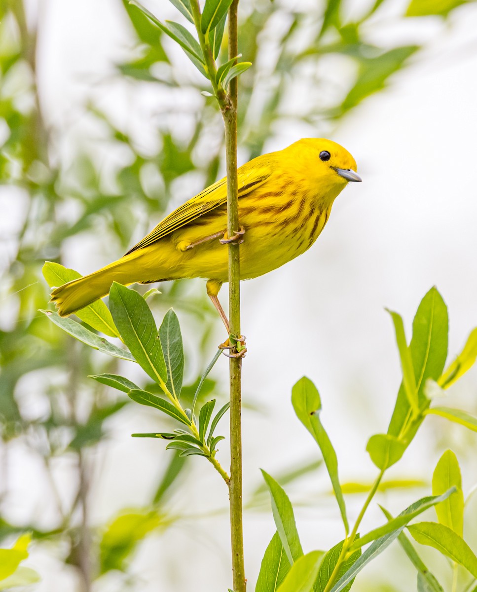 Yellow Warbler - Mike Murphy