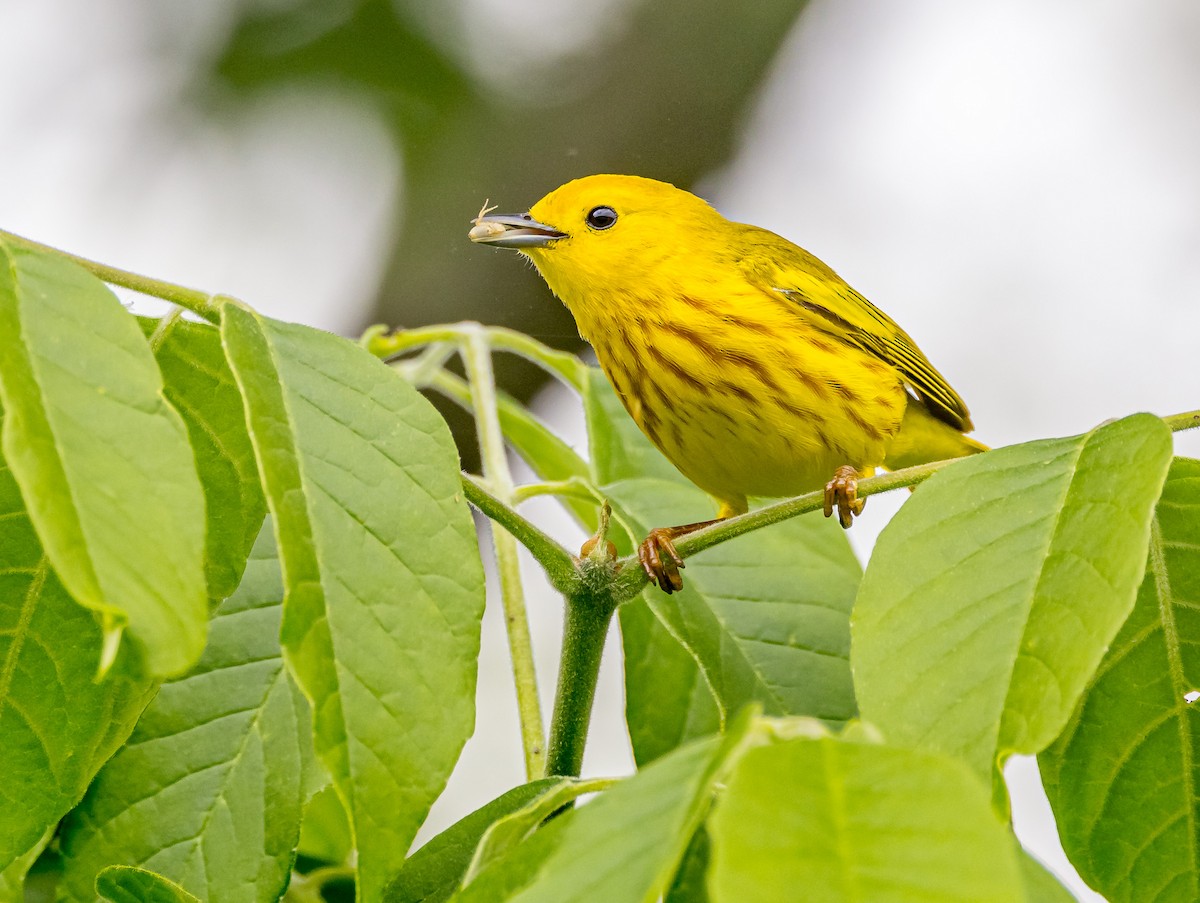 Yellow Warbler - Mike Murphy