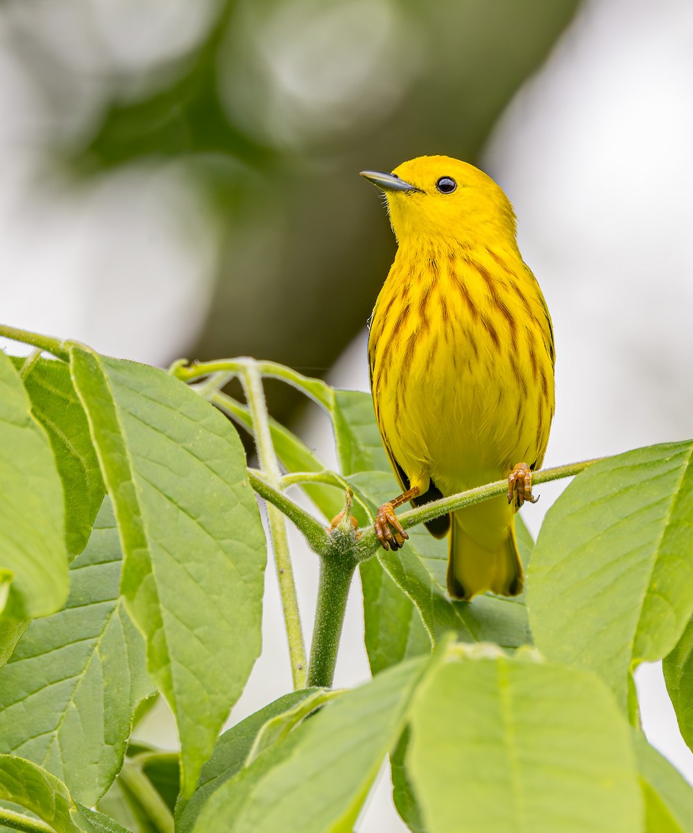 Yellow Warbler - Mike Murphy