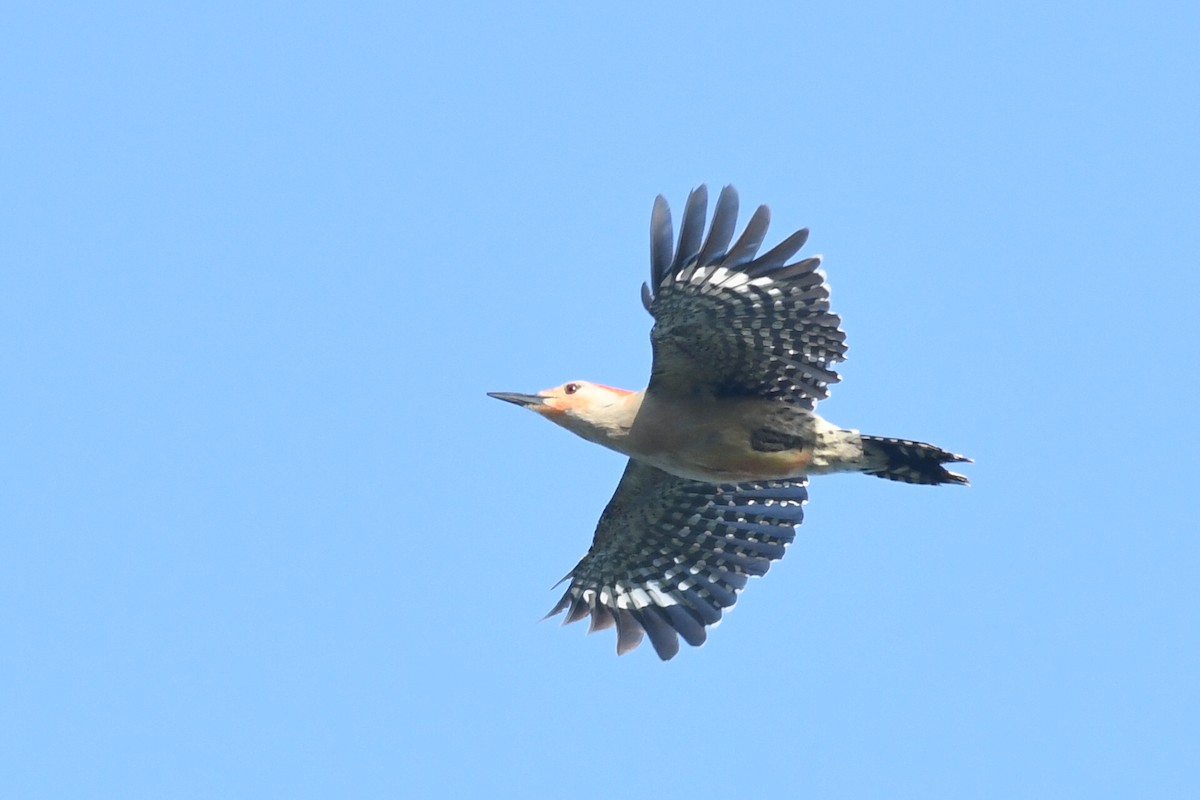Red-bellied Woodpecker - Kiah R. Jasper